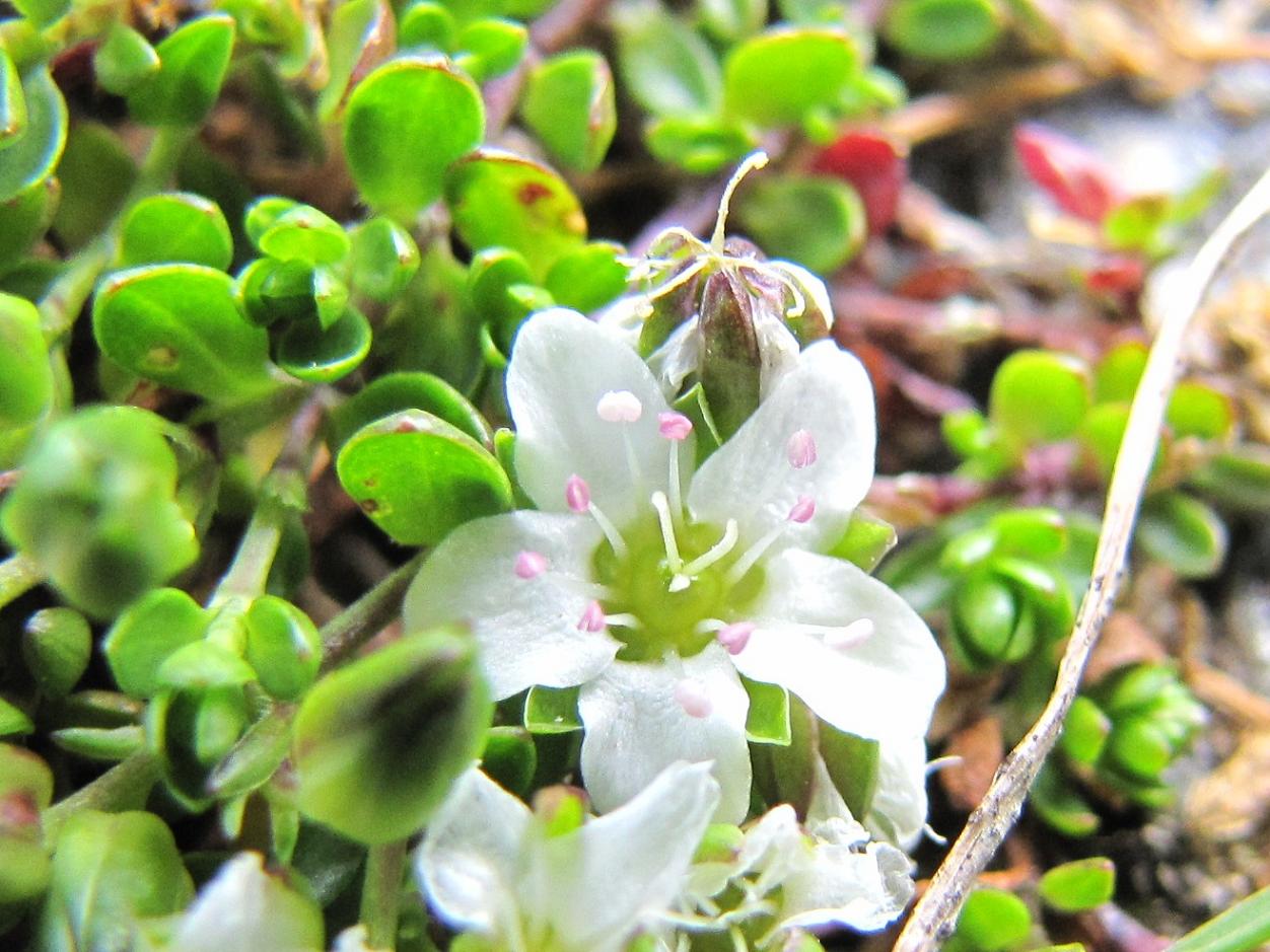 Arenaria biflora